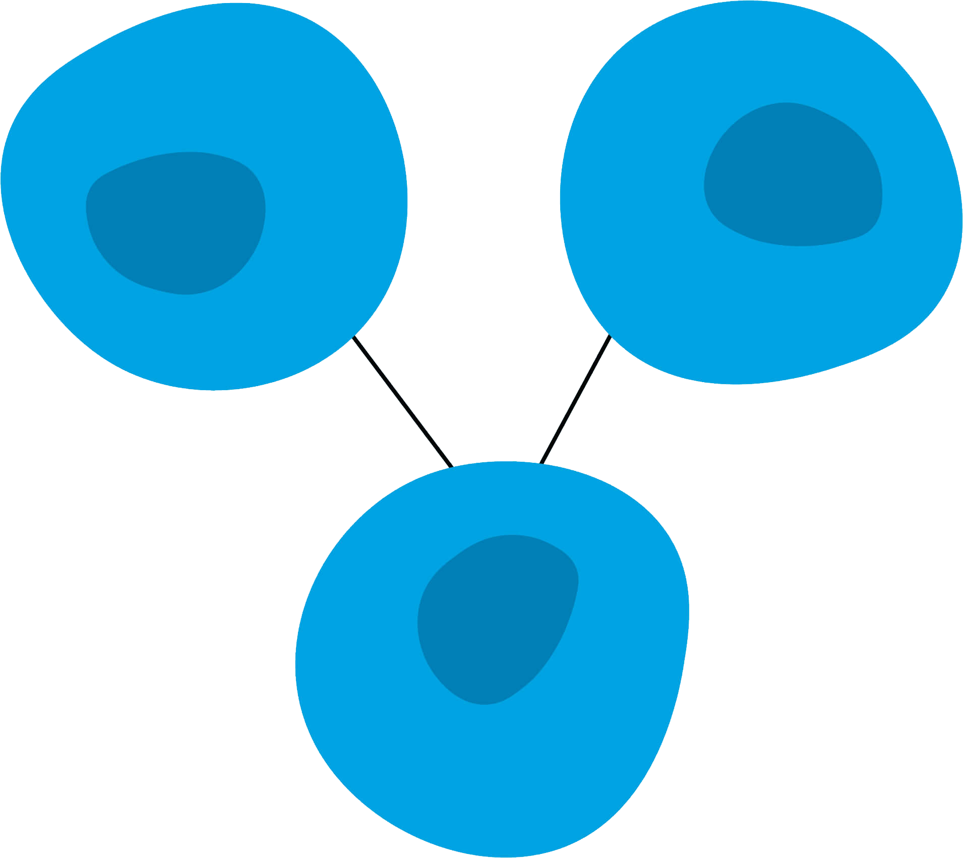Normal cells have consistent size and shapes
