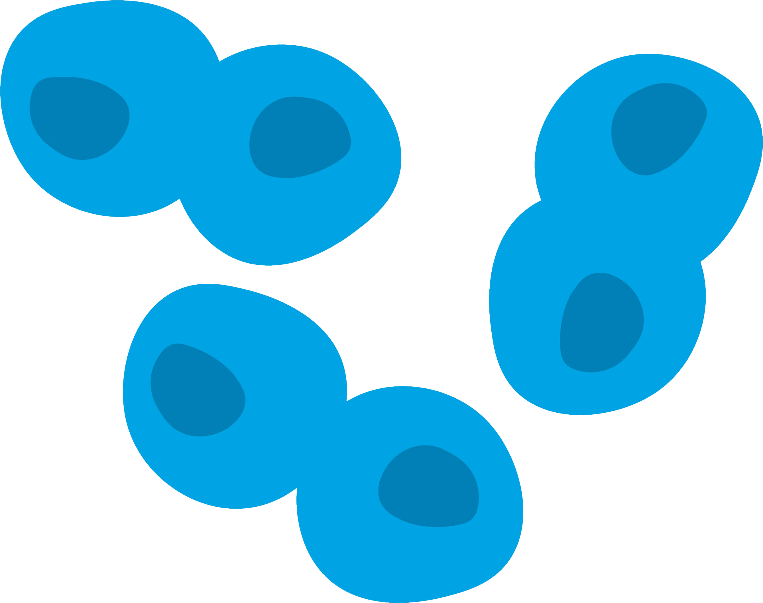Normal cells cells do not continue to grow and divide